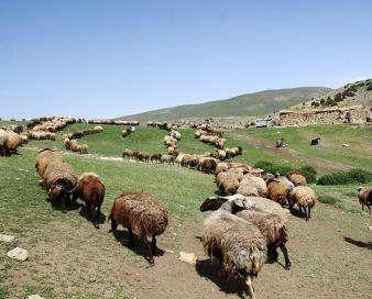 پرداخت بیش از ۱.۶ هزار میلیارد ریال از مالیات به روستاها و عشایر سمنان